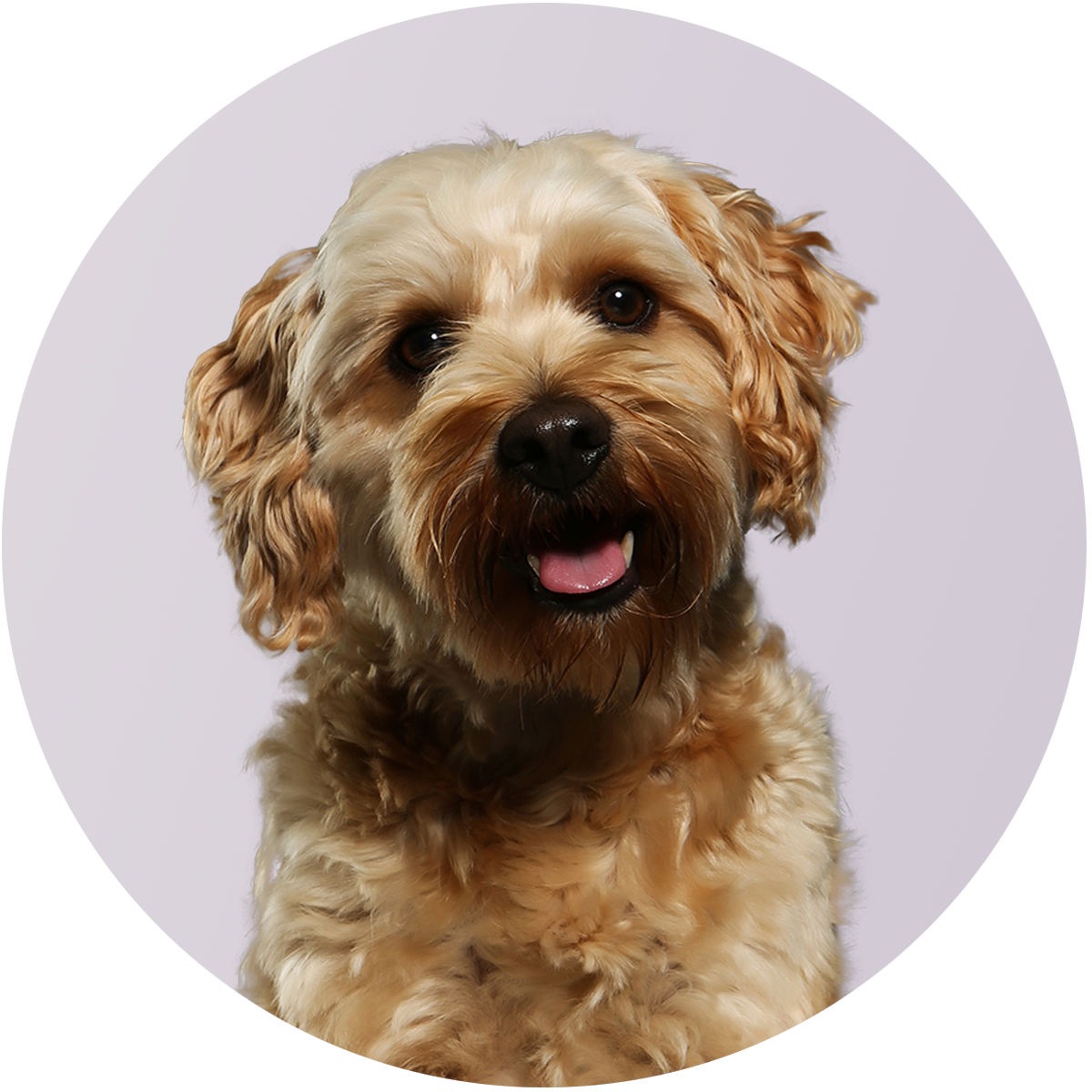 Richter Hoerberatung Winterthur Bassersdorf Illnau Portrait von Hund Luke
